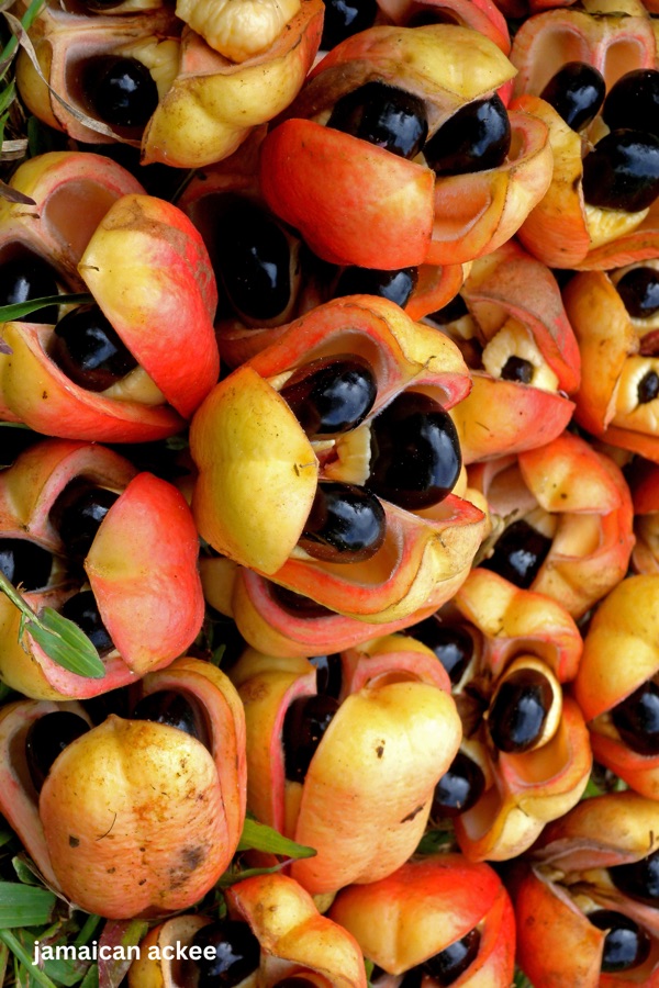 Ripe ackee pods split open showing the black seeds