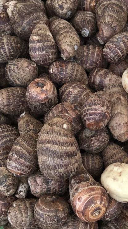 Pile of fresh dasheen corms